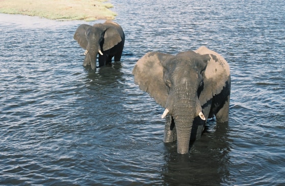 Elephants are seen from a riverboat tour along the Chobe River, Botswana.
